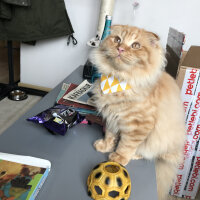 Scottish Fold, Kedi  Venüs fotoğrafı