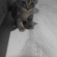 Tekir Kedi, Kedi  Duman fotoğrafı