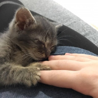 Tekir Kedi, Kedi  Duman fotoğrafı