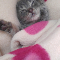 Tekir Kedi, Kedi  Duman fotoğrafı