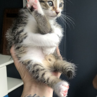 Tekir Kedi, Kedi  Neymar fotoğrafı