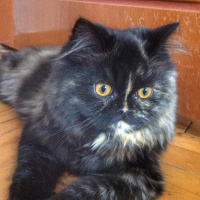 İran Kedisi (Persian), Kedi  Leyla fotoğrafı
