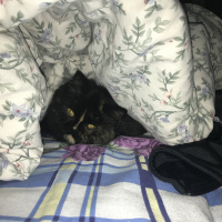 İran Kedisi (Persian), Kedi  Leyla fotoğrafı