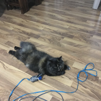 İran Kedisi (Persian), Kedi  Leyla fotoğrafı