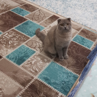 Scottish Fold, Kedi  Lia fotoğrafı