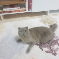 Scottish Fold, Kedi  Lia fotoğrafı