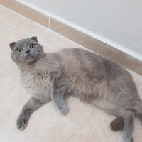 Scottish Fold, Kedi  Lia fotoğrafı