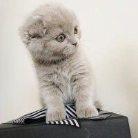 Scottish Fold, Kedi  Lia fotoğrafı