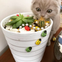 Scottish Fold, Kedi  Lia fotoğrafı