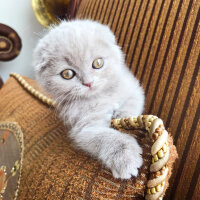 Scottish Fold, Kedi  Lia fotoğrafı