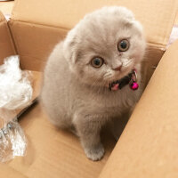 Scottish Fold, Kedi  Lia fotoğrafı