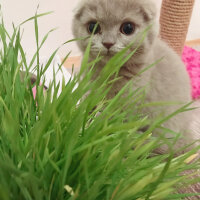 Scottish Fold, Kedi  Lia fotoğrafı