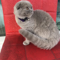 Scottish Fold, Kedi  Lia fotoğrafı