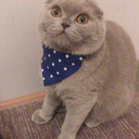 Scottish Fold, Kedi  Lia fotoğrafı