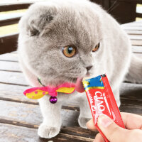 Scottish Fold, Kedi  Lia fotoğrafı