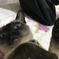 Siyam Kedisi, Kedi  Lucy fotoğrafı