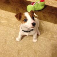 Jack Russell Terrier, Köpek  sezar fotoğrafı