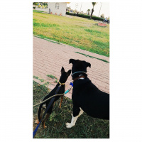 Minyatür Pinscher, Köpek  Barnie fotoğrafı