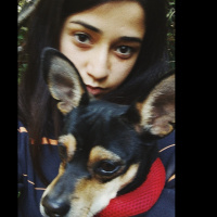 Minyatür Pinscher, Köpek  Barnie fotoğrafı