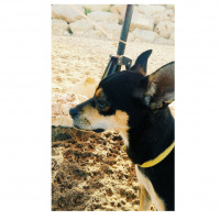 Minyatür Pinscher, Köpek  Barnie fotoğrafı