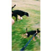 Minyatür Pinscher, Köpek  Barnie fotoğrafı