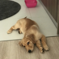 Golden Retriever, Köpek  Coy-coy fotoğrafı