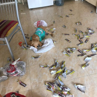 İngiliz Cocker Spaniel, Köpek  Kestane fotoğrafı