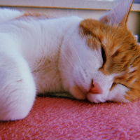 Tekir Kedi, Kedi  Pisimen fotoğrafı