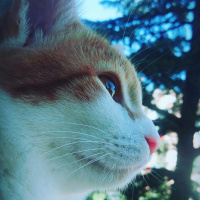 Tekir Kedi, Kedi  Pisimen fotoğrafı