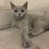 British Shorthair, Kedi  Mia fotoğrafı