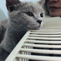 British Shorthair, Kedi  Mia fotoğrafı