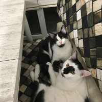 Tekir Kedi, Kedi  4 kardeşler fotoğrafı
