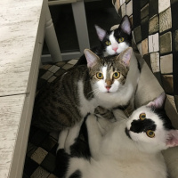 Tekir Kedi, Kedi  4 kardeşler fotoğrafı