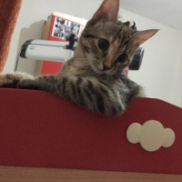 Tekir Kedi, Kedi  Mila fotoğrafı