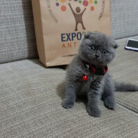 Scottish Fold, Kedi  mars fotoğrafı