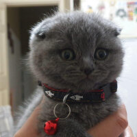 Scottish Fold, Kedi  mars fotoğrafı