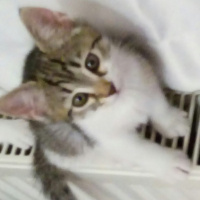 Tekir Kedi, Kedi  isimsiz fotoğrafı