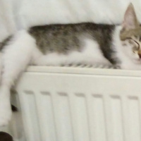 Tekir Kedi, Kedi  isimsiz fotoğrafı