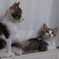 Tekir Kedi, Kedi  isimsiz fotoğrafı