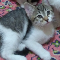 Tekir Kedi, Kedi  isimsiz fotoğrafı