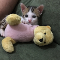 Tekir Kedi, Kedi  Çörek fotoğrafı