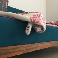 Tekir Kedi, Kedi  Çörek fotoğrafı