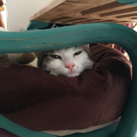 Tekir Kedi, Kedi  Çörek fotoğrafı