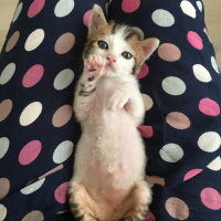 Tekir Kedi, Kedi  Çörek fotoğrafı
