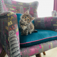 Tekir Kedi, Kedi  Çörek fotoğrafı