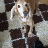 Amerikan Cocker Spaniel, Köpek  viski fotoğrafı