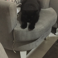 British Shorthair, Kedi  Zeytin fotoğrafı