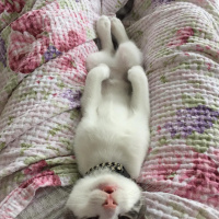 Tekir Kedi, Kedi  ODİ fotoğrafı