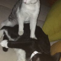 Tekir Kedi, Kedi  ODİ fotoğrafı