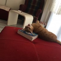 Tekir Kedi, Kedi  Kumpir fotoğrafı